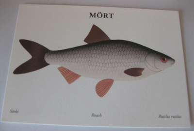 Mört, särki