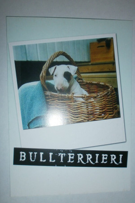 Bullterrieri, MiniMoi nro 2629, ei p.
