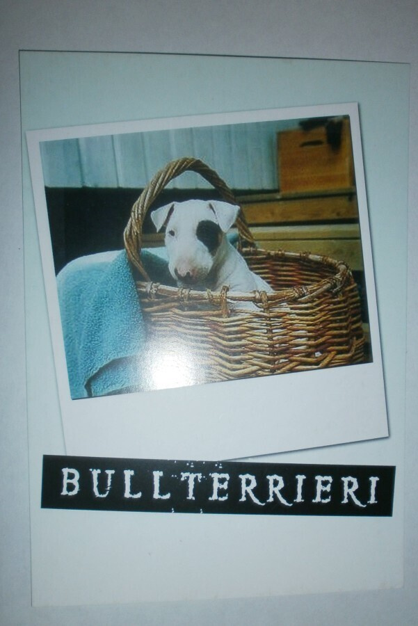 Bullterrieri, MiniMoi nro 2629, ei p.