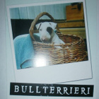 Bullterrieri, MiniMoi nro 2629, ei p. - pikkukuva 1