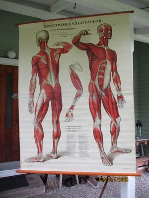 Anatomiska över Människruppen 50x152 cm