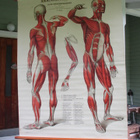 Anatomiska över Människruppen 50x152 cm - pikkukuva 1