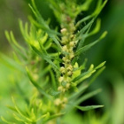 Kesäsypressi (Bassia scoparia), siemeniä 50 kpl - pikkukuva 2