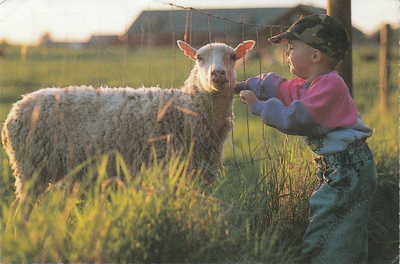 Postikortti, LAMMAS ja POIKA