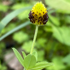 Musta-apila (Trifolium spadiceum), siemeniä 50 kpl - pikkukuva 1