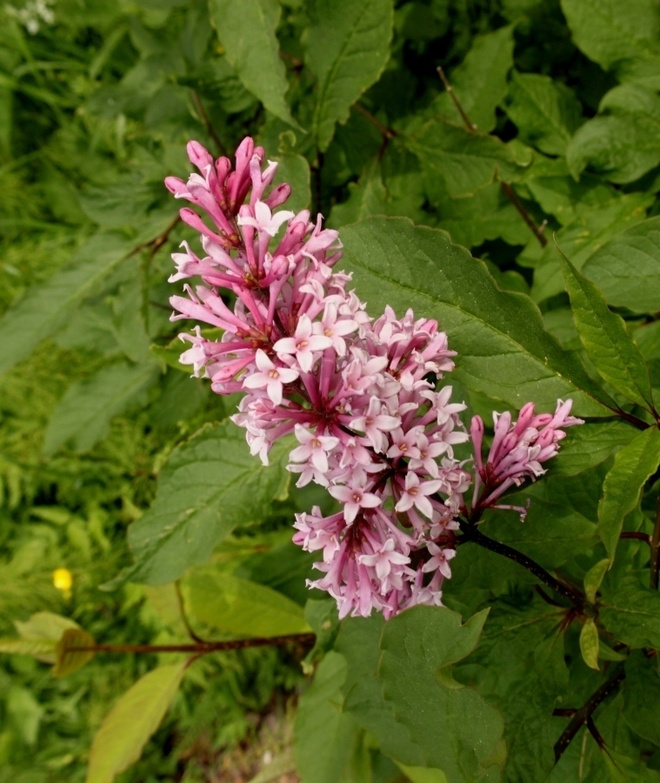 Puistosyreeni 'Julia', siemeniä 25 kpl