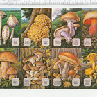 *MLP 1436, muhkeat sienet, iso tupla-arkki , 32x24cm* - pikkukuva 3