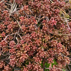 Valkomaksaruoho (Sedum album), siemeniä 100 kpl - pikkukuva 3