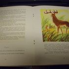 WALT DISNEY'N BAMBI ( 1 p. 1947 Kuvataide ) sis. postikulu - pikkukuva 3