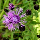 Nurmikaunokki (Centaurea phrygia), siemeniä 50 kpl - pikkukuva 1