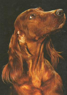 IRLANNINSETTER POSTIKORTTI