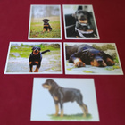 5 ROTTWEILER POSTIKORTTIA - pikkukuva 1