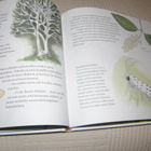 Hakulinen- Nevakivi Lapsen oma perhoskirja - pikkukuva 2