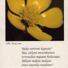 kortti ** Reinilä Ritva Kukka tai luonnonkasvi - erilaisia - pikkukuva 5