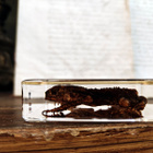 Natura Obscura – Entomologinen näyte no. 504 - pikkukuva 3