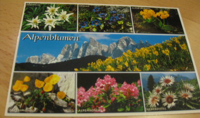 Alpenblumen, alppikukkia, kulkematon