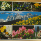 Alpenblumen, alppikukkia, kulkematon - pikkukuva 1