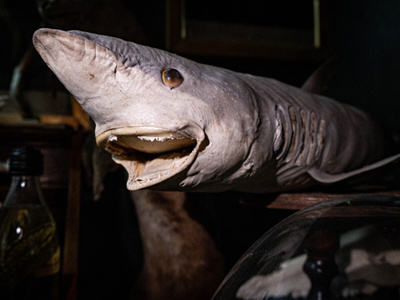 Täytetty mustatäplähai (Carcharhinus sealei), Madagaskar