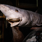 Täytetty mustatäplähai (Carcharhinus sealei), Madagaskar - pikkukuva 1