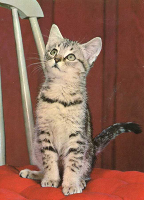 KISSA POSTIKORTTI