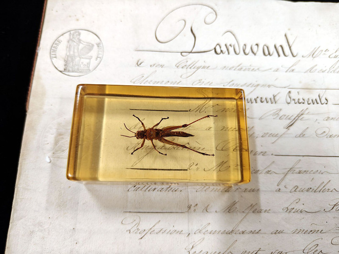 Natura Obscura – Entomologinen näyte no. 365
