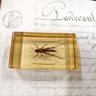 Natura Obscura – Entomologinen näyte no. 365 - pikkukuva 1