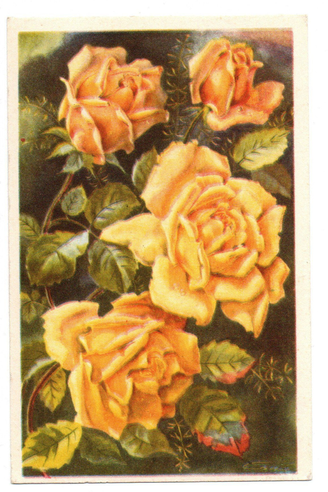 Vanha kortti, ARTKO 184/10, keltaiset ruusut