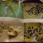 Mattison: Keeping and breeding SNAKES (Sis.postikulut) - pikkukuva 2