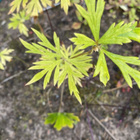 Aconitum japonicum, siemeniä 40 kpl - pikkukuva 2