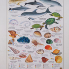 Maxi memofish. 260 species of the Red Sea. Fish, dolphins... - pikkukuva 2
