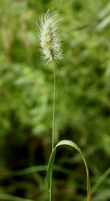 Vihnesukapää (Cynosurus echinatus), siemeniä 40 kpl