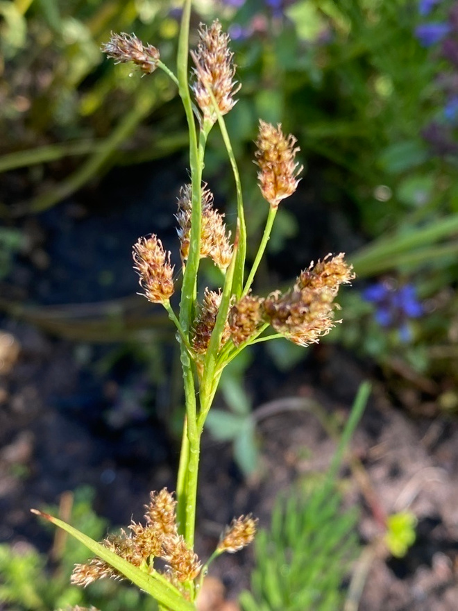 Nurmipiippo (Luzula multiflora), siemeniä 50 kpl