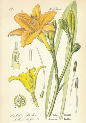 Rusopäivänlilja - Hemerocallis fulva