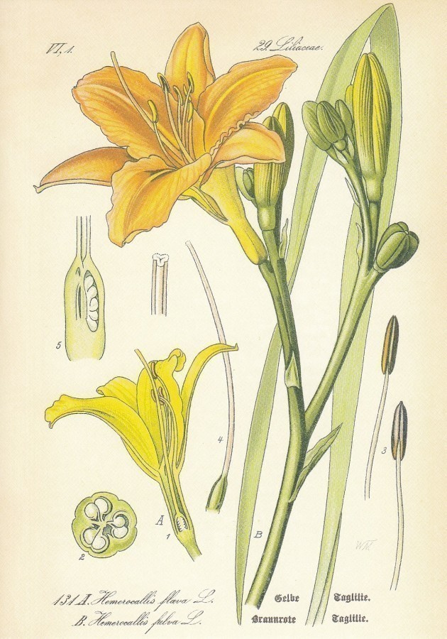 Rusopäivänlilja - Hemerocallis fulva
