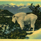kortti ** USA Glacierin kansallispuisto - erilaisia vintage - pikkukuva 4