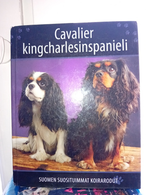 Suomen suosituimmat koirarodut Cavalier Kingcharlesinspaniel
