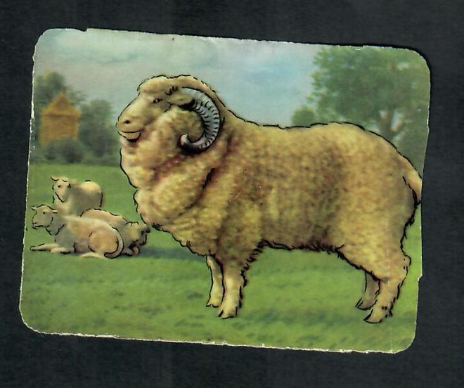 ALE - M.P. 890 - Eläinnelkku - Merinolammas - 1950-luvulta!