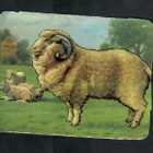 ALE - M.P. 890 - Eläinnelkku - Merinolammas - 1950-luvulta! - pikkukuva 1