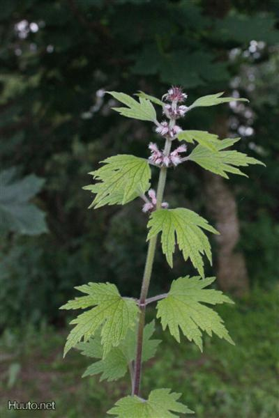 Nukula (Leonurus cardiaca), siemeniä 50 kpl