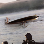 Rapala salmiakki foliolla - pikkukuva 3