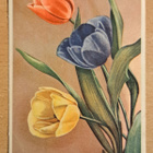 kukkakortti, tulppaaneita,  kulkenut 1943 - pikkukuva 1