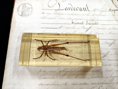 Natura Obscura – Entomologinen näyte no. 412