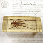 Natura Obscura – Entomologinen näyte no. 412 - pikkukuva 1