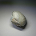 Opalisoitunut simpukankuori kokonainen 35.8 mm / 92.96 ct - pikkukuva 4