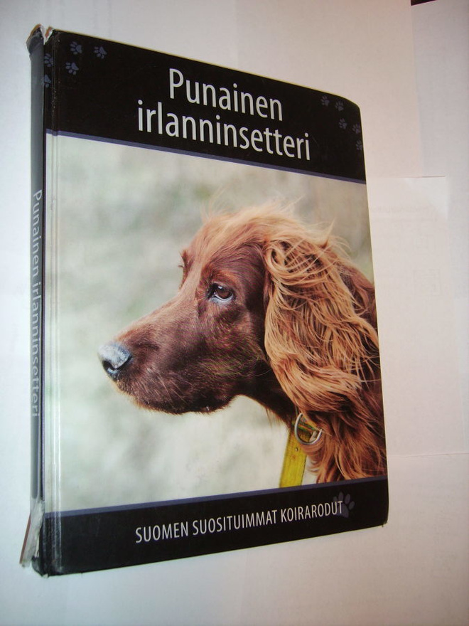 PUNAINEN IRLANNINSETTERI (Suomen suosituimmat koirarodut)