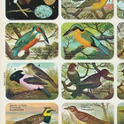 * 39-217, pikkulinnut, belgialainen tupla-arkki, 32,5x24cm* - pikkukuva 2