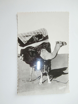 ALGERIA KAMELI