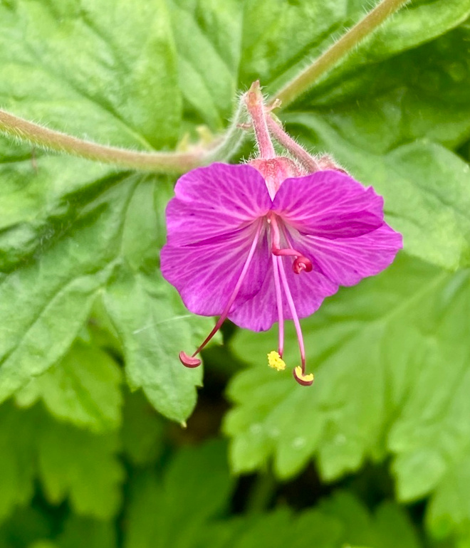Tuoksukurjenpolvi (Geranium macrorrhizum), siemeniä  50 kpl