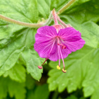 Tuoksukurjenpolvi (Geranium macrorrhizum), siemeniä  50 kpl - pikkukuva 1