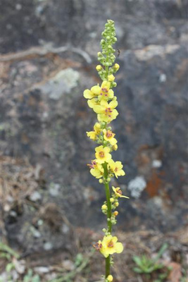 Tummatulikukka (Verbascum nigrum), siemeniä 100 kpl
